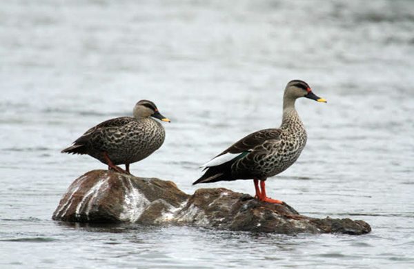 Bird Watching
